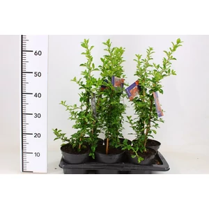 Tűztövis PYRACANTHA COCCINEA ORANGE GLOW K2
