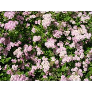 Japán gyöngyvessző   SPIRAEA JAPONICA LITTLE PRINCESS K2