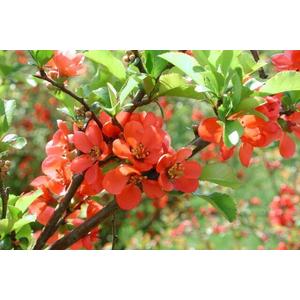 Japánbirs FAJTÁK   CHAENOMELES JAPONICA FAJTÁK 30/40 K2