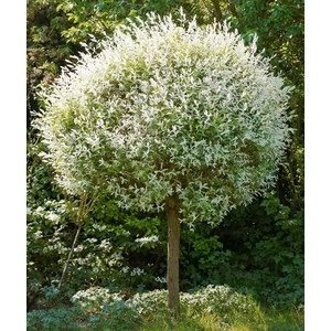 Tarkalevelű japán fűz  SALIX INTEGRA HAKURO-NISHIKI 200ST K12