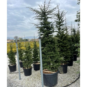 Kék atlasz cédrus  CEDRUS ATLANTICA 200/250 K50