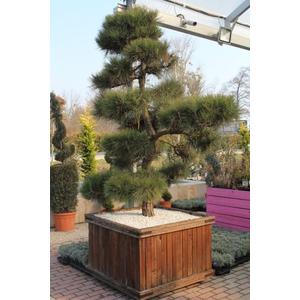 Osztrák feketefenyő   PINUS NIGRA AUSTRIACA BONSAI K250