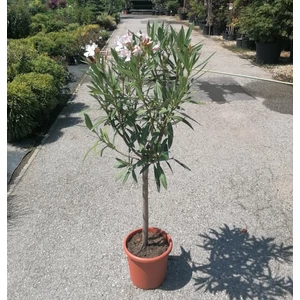 Leander NERIUM OLEANDER T1/2 K7