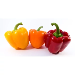 Paprika palánta CAPSICUM ANNUUM PALÁNTA CS10,5
