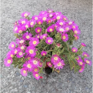 Kristályvirág DELOSPERMA CS15