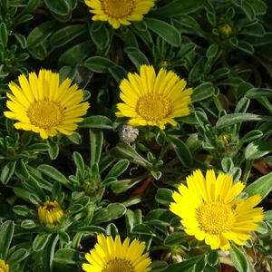 Arany tallér ASTERISCUS  CS12  