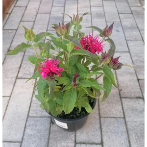 Méhbalzsam MONARDA DIDYMA BALMY LILAC K1,5