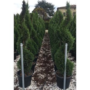Leyland ciprus   CUPRESSOCYPARIS LEYLANDII SPIRÁL 100/120 K18