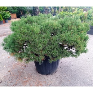 Havasi törpefenyő PINUS MUGO WINTER GOLD 90/100 K110