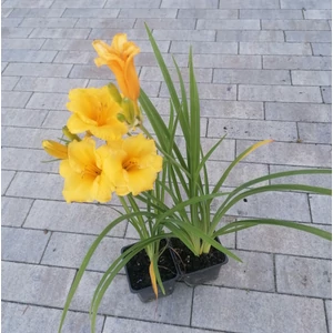 Sásliliom HEMEROCALLIS STELLA DE ORO CS9