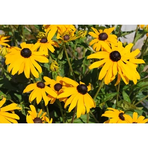 Borzas kúpvirág RUDBECKIA HIRTA CS19