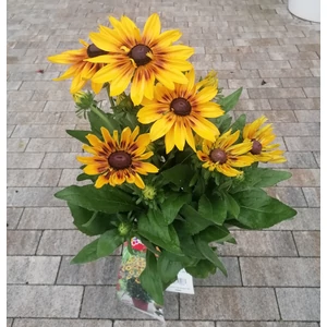 Borzas kúpvirág RUDBECKIA HIRTA CS19