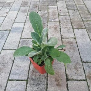 Tisztesfű STACHYS BYZANTINA CS9