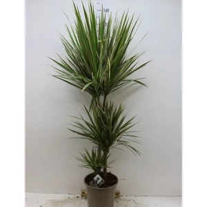Tarka sárkányfa DRACAENA MARGINATA BICOLOR 3 TÖRZSÖN (60/30/15CM) CS21