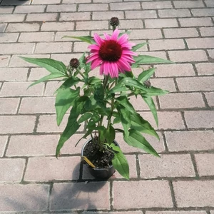 Bíbor kasvirág ECHINACEA PURPUREA COMPACT ROSE CS13