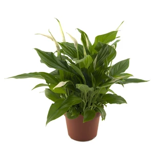 Vitorlavirág SPATHIPHYLLUM VIVALDI CS17