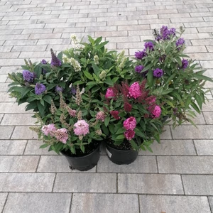 Törpe nyári orgona BUDDLEJA DAVIDII LITTLE ROCKSTARS SZÍNVÁLTOZATOK K2