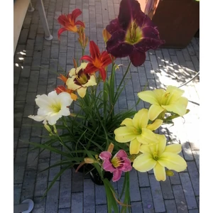 Sásliliom HEMEROCALLIS FAJTÁK K1,5