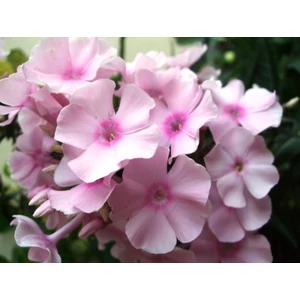 Bugás lángvirág PHLOX PANICULATA CS14