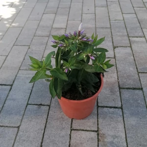 Bugás lángvirág PHLOX PANICULATA CS14