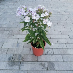 Bugás lángvirág PHLOX PANICULATA CS14