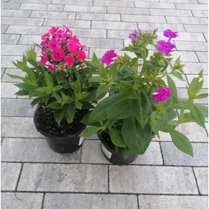 Bugás lángvirág PHLOX PANICULATA K1,5