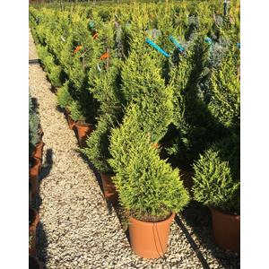 Arany lombú leyland ciprus CUPRESSOCYPARIS LEYLANDII CASTLEWELLAN GOLD SPIRÁL 80/+ K9