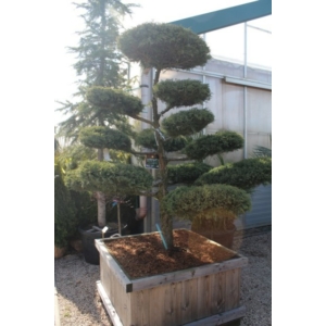 Boróka bonsai   JUNIPERUS MEDIA HETZII BONSAI 175/200 100×100CM FA LÁDÁBAN