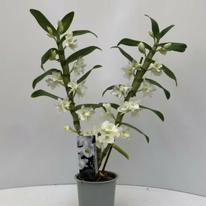 Vesszőskosbor DENDROBIUM 2 ÁGAS CS12