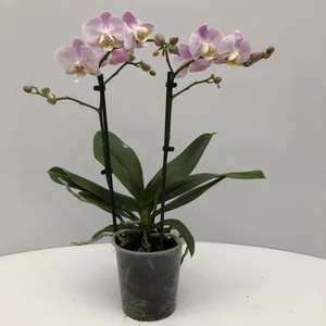 Lepkeorchidea PHALAENOPSIS 2 ÁGAS CS9