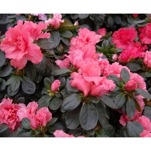 Japán azálea   RHODODENDRON SI VITTE VOGEL CS14