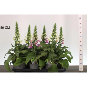 Gyűszűvirág DIGITALIS FAJTÁK CS15