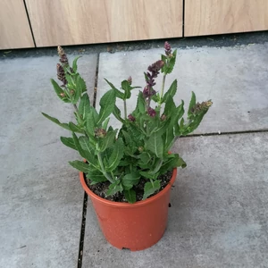 Ligeti zsálya SALVIA NEMOROSA DARK MATER CS14