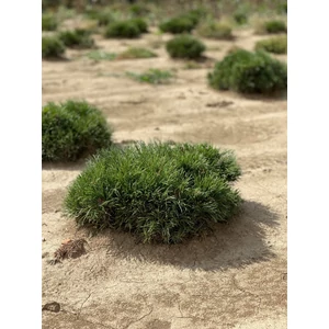Törpefenyő PINUS MUGO PUMILIO 30/40*
