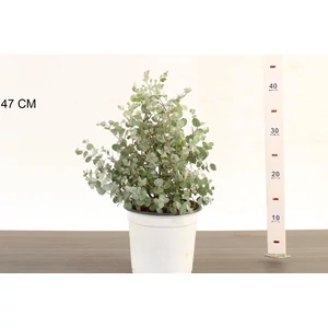 Havasi eukaliptusz   EUCALYPTUS GUNNII CS17