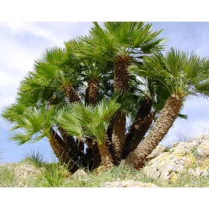 Törpe lószőrpálma CHAMAEROPS HUMILIS K15