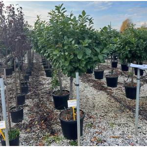 Közönséges babérmeggy   PRUNUS LAUROCERASUS NOVITA 1/2 80/90 K45 