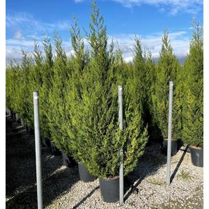 Leyland ciprus   CUPRESSOCYPARIS LEYLANDII PYRAMIDALIS 200/250 K25
