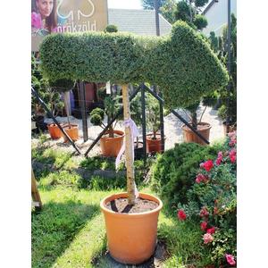 Aprólevelű fagyal   LIGUSTRUM JONANDRUM FORME NYÍL K20