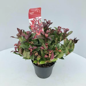 Fürtös hanga   LEUCOTHOE SCARLETTA ZEBLID 20/25 K2