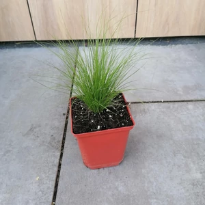 Árvalányhaj STIPA TENUISSIMA PONY TAILS CS11