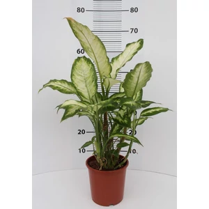 Buzogányvirág DIEFFENBACHIA FAJTÁK CS24