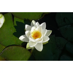 Tavirózsa NYMPHAEA MIX CS15