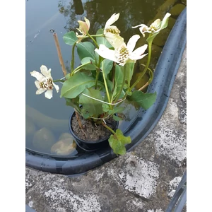 Kaliforniai vízipipacs ANEMOPSIS CALIFORNICA CS15