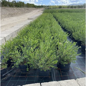 Valódi mirtusz MYRTUS COMMUNIS K10