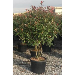 Örökzöld korallberkenye   PHOTINIA FRASERI RED ROBIN TÖBBTÖRZSES GOMBA FORMA 90/100 K110