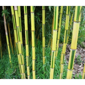 Kínai zöldcsíkos aranyszárú bambusz