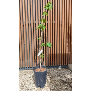 Mogyoró CORYLUS AVELLANA GEANT DE HALLE 80/100 K6