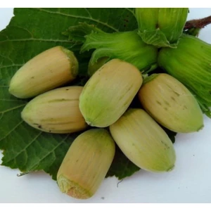 Mogyoró CORYLUS AVELLANA LANG TIDLIG ZELLER 80/100 K6