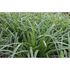 Tarka sás CAREX MORROWII CS14   